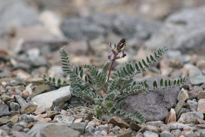 Astragalus layneae, photographed by Hydrocycler (Elizabeth Dougherty)