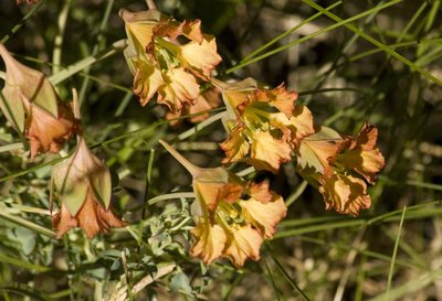 Tropaeolum incisum, photographed by Nicolas Olejnik