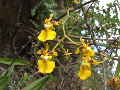 Oncidium cultratum, photographed by Thibaud Aronson
