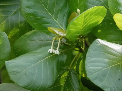 Guettarda speciosa, photographed by Cheongweei Gan