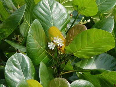 Guettarda speciosa, photographed by Cheongweei Gan
