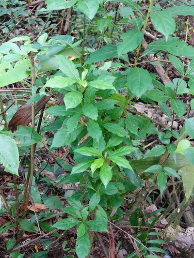 Terminalia calamansanai, photographed by Cheongweei Gan