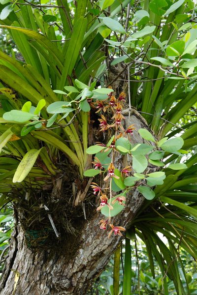 Cymbidium finlaysonianum, photographed by Cheongweei Gan