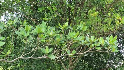 Barringtonia asiatica, photographed by Cheongweei Gan