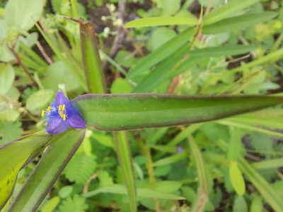 Cyanotis axillaris, photographed by Ramesh Shenai Jr.