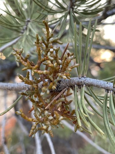 Arceuthobium divaricatum, photographed by Bobby McCabe