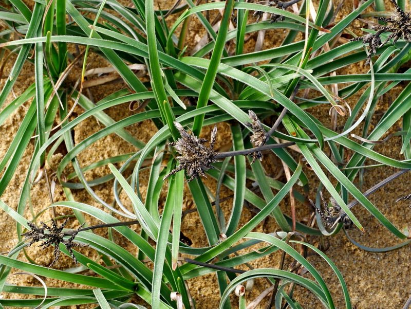Fimbristylis sericea, photographed by Jacy Chen