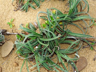 Fimbristylis sericea, photographed by Jacy Chen