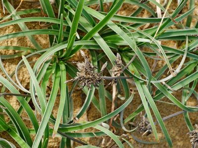 Fimbristylis sericea, photographed by Jacy Chen