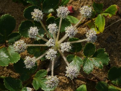 Glehnia littoralis, photographed by Jacy Chen
