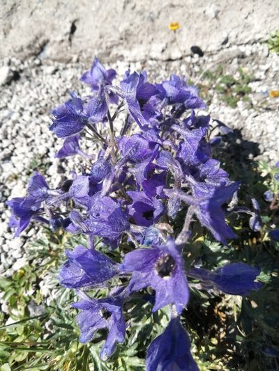 Delphinium caucasicum, photographed by Nevlyutov Marat