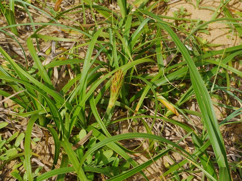 Carex kobomugi, photographed by Jacy Chen