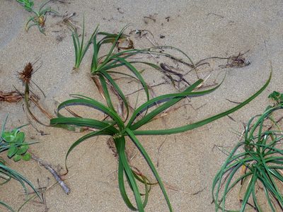 Carex kobomugi, photographed by Jacy Chen