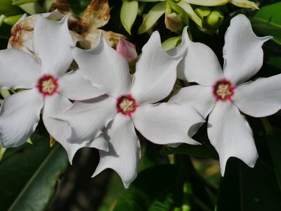 Cerbera manghas, photographed by Jacy Chen