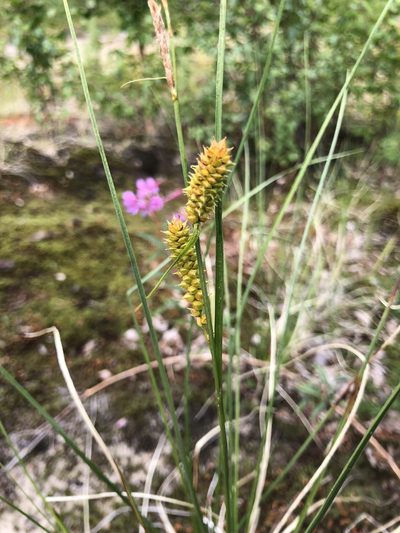 Carex rotundata, photographed by Valerii Glazunov