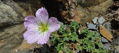 Geranium cinereum, photographed by Santiago Martín-Bravo