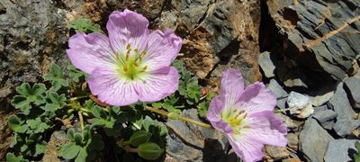 Geranium cinereum, photographed by Santiago Martín-Bravo
