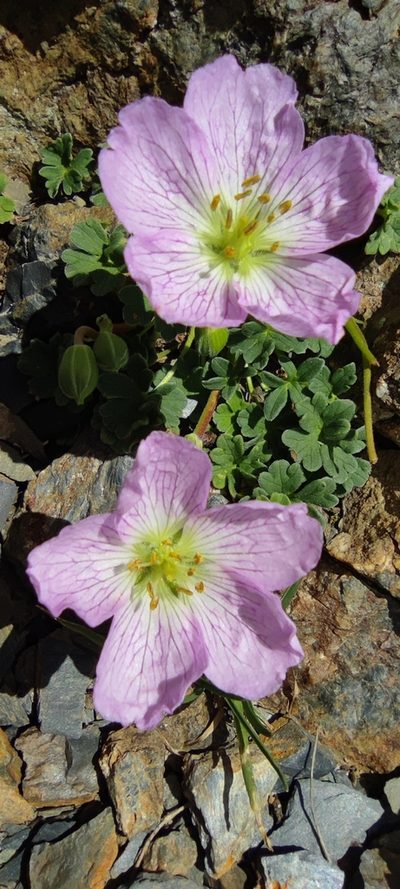 Geranium cinereum, photographed by Santiago Martín-Bravo
