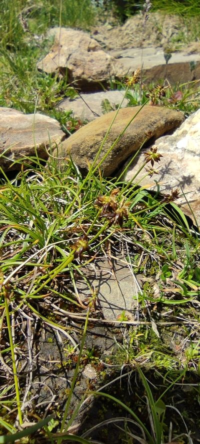 Carex pyrenaica, photographed by Santiago Martín-Bravo