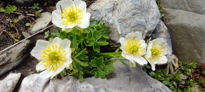 Ranunculus alpestris, photographed by Santiago Martín-Bravo