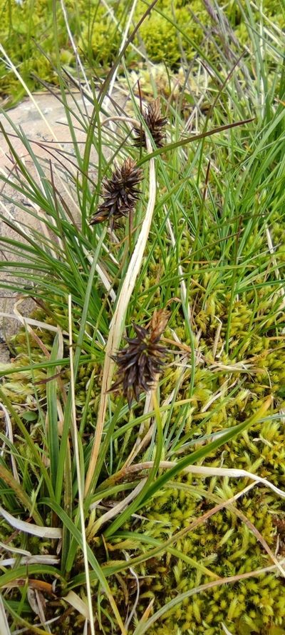 Carex pyrenaica, photographed by Santiago Martín-Bravo