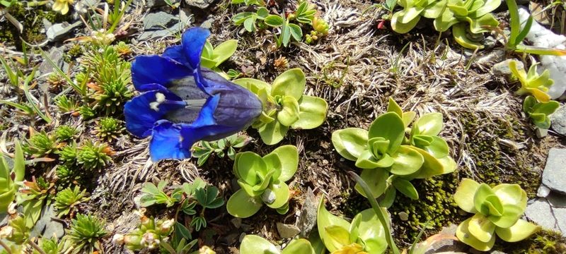 Gentiana alpina, photographed by Santiago Martín-Bravo