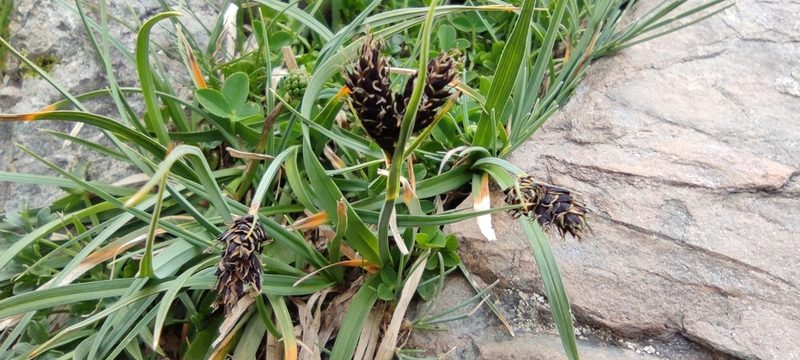 Carex parviflora, photographed by Santiago Martín-Bravo