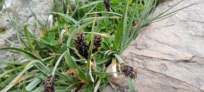 Carex parviflora, photographed by Santiago Martín-Bravo