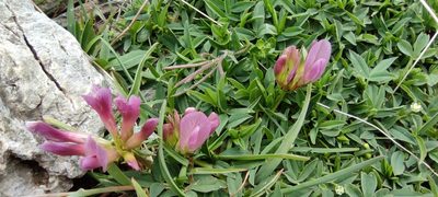 Trifolium alpinum, photographed by Santiago Martín-Bravo