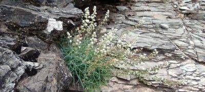Reseda glauca, photographed by Santiago Martín-Bravo