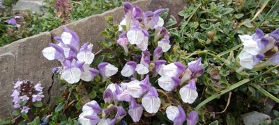 Scutellaria alpina, photographed by Santiago Martín-Bravo