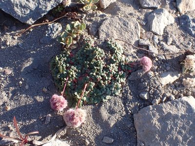 Cistanthe umbellata, photographed by John Brew