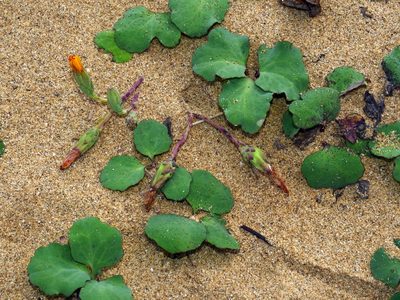 Ixeris repens, photographed by Jacy Chen