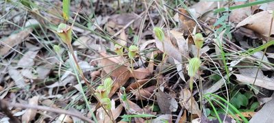 Pterostylis concinna, photographed by Eamonn Culhane