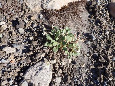 Eriogonum pyrolifolium, photographed by John Brew