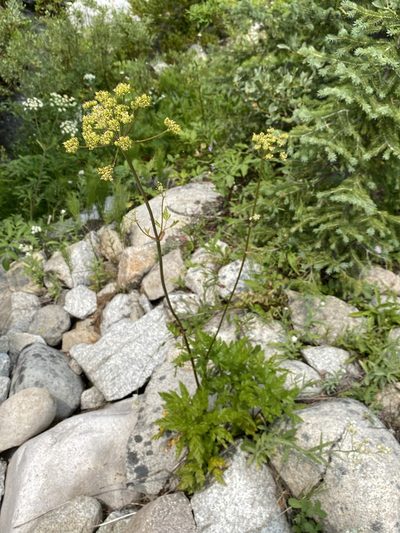 Ligusticum canbyi, photographed by Matt Berger