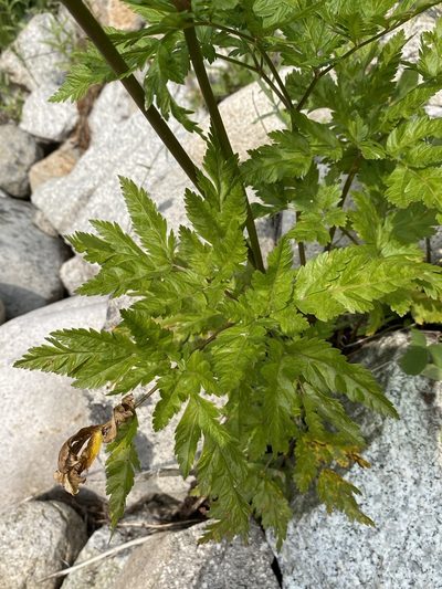 Ligusticum canbyi, photographed by Matt Berger