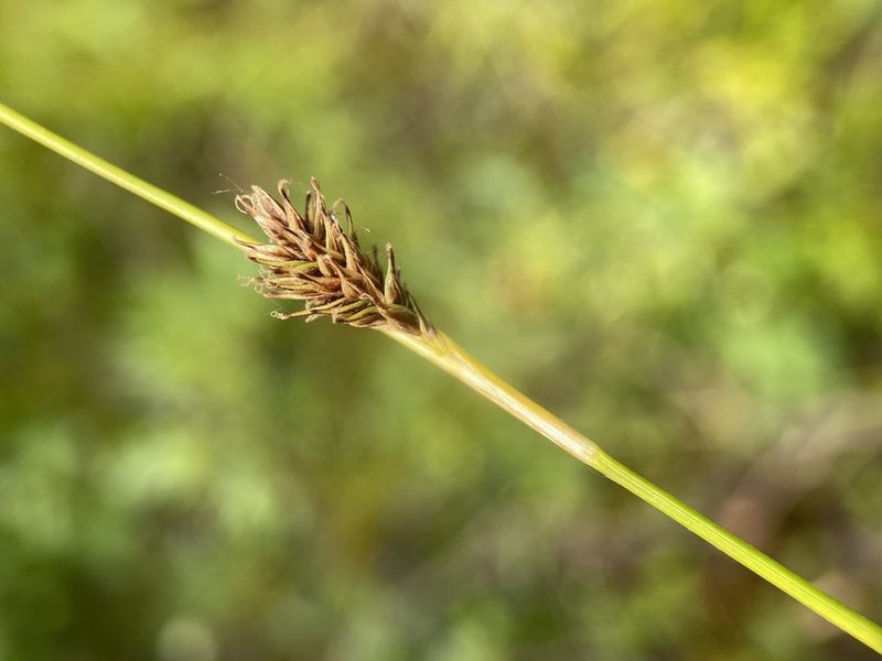 Carex luzulina, photographed by Matt Berger