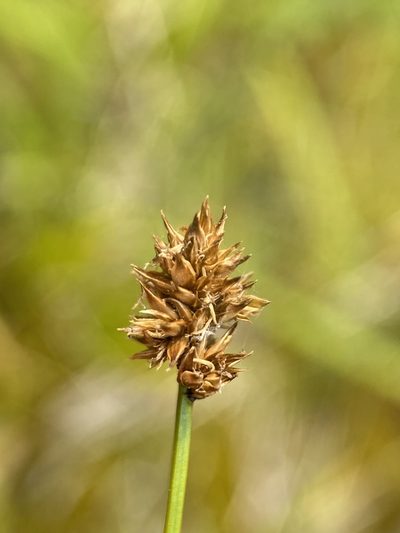 Carex neurophora, photographed by Matt Berger
