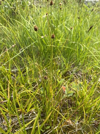 Carex neurophora, photographed by Matt Berger