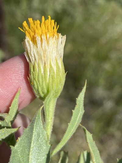 Pegolettia oxyodonta, photographed by Dave U