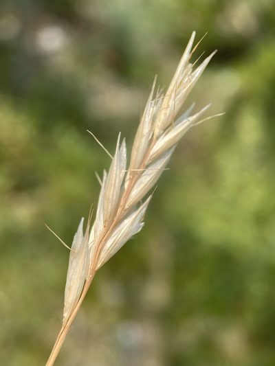 Danthonia intermedia, photographed by Matt Berger
