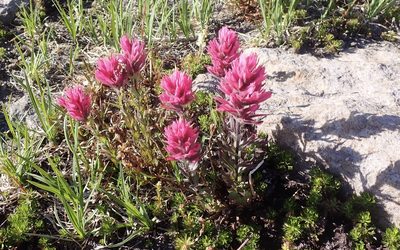 Castilleja parviflora, photographed by John Brew