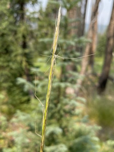 Eriocoma occidentalis, photographed by Matt Berger