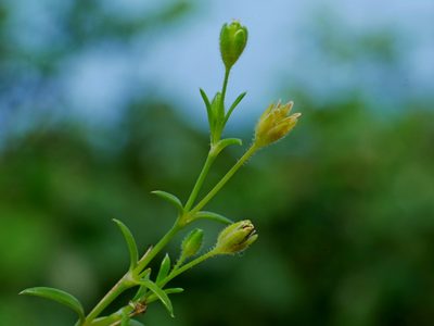 Sagina japonica, photographed by Jacy Chen