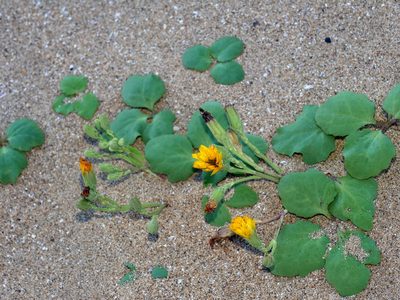 Ixeris repens, photographed by Jacy Chen