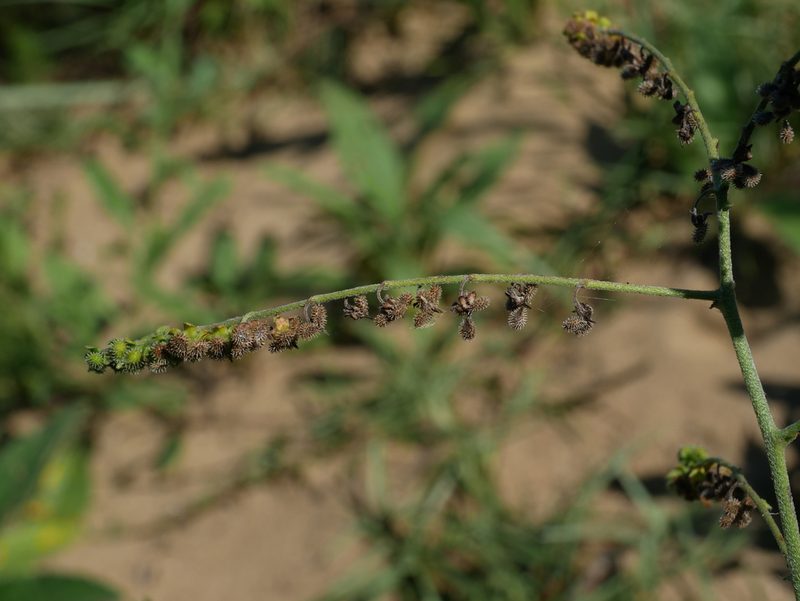 Cynoglossum lanceolatum, photographed by Jacy Chen