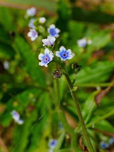Cynoglossum lanceolatum, photographed by Jacy Chen
