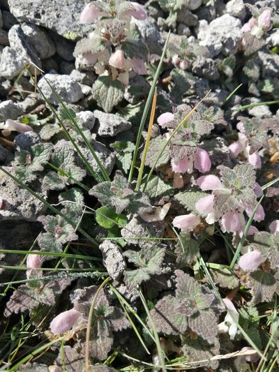 Lamium tomentosum, photographed by Nevlyutov Marat