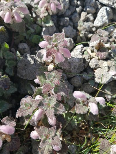 Lamium tomentosum, photographed by Nevlyutov Marat